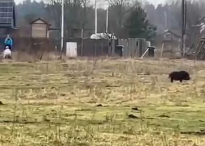 Тревожное видео из Кекавы - животное, похожее на дикого кабана, гонится за женщиной с детской коляской