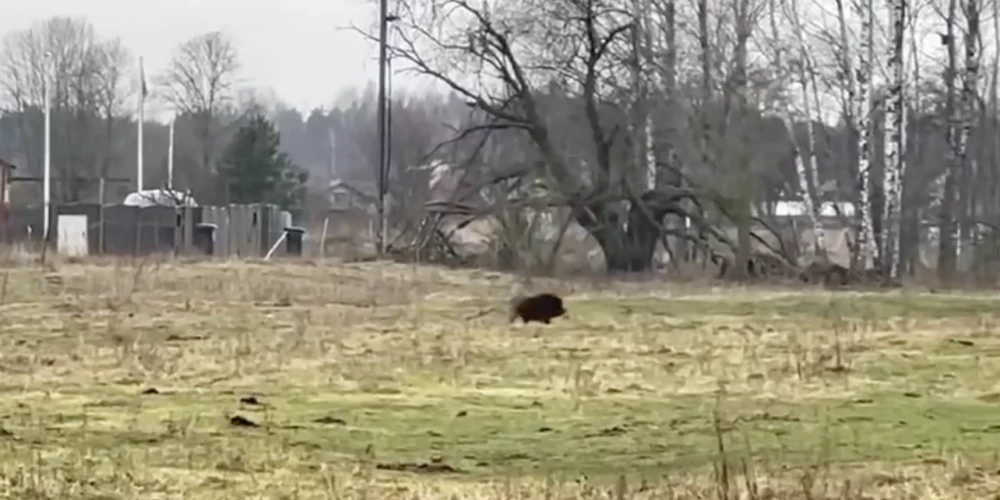 Dzīvnieks, kas līdzīgs mežacūkai, nobiedēja vietējos iedzīvotājus.