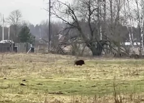 Dzīvnieks, kas līdzīgs mežacūkai, nobiedēja vietējos iedzīvotājus.