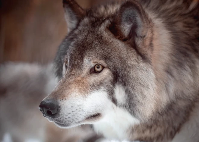 Vīrietis piedzīvo negaidītu tikšanos pie Dubkalnu karjera - vilks! Kā pareizi rīkoties, ja nonāc aci pret aci ar šo dzīvnieku?