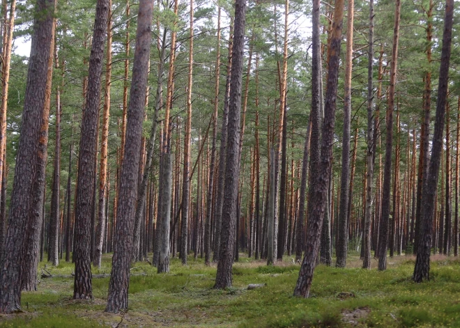 Кому принадлежат наши леса? Иностранцы продолжают скупать богатство Латвии