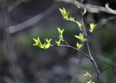 Siltuma rekordi Latvijā pārspēti sesto diennakti pēc kārtas.