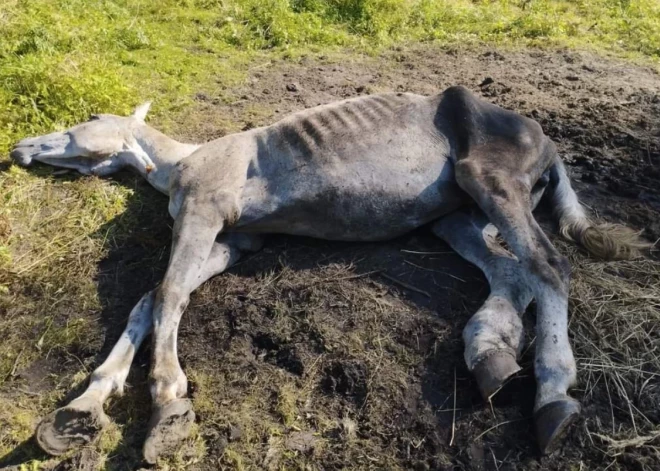 Tiesa attaisno sievieti, kuru apsūdzēja par adoptētā zirga novārdzināšanu līdz nāvei