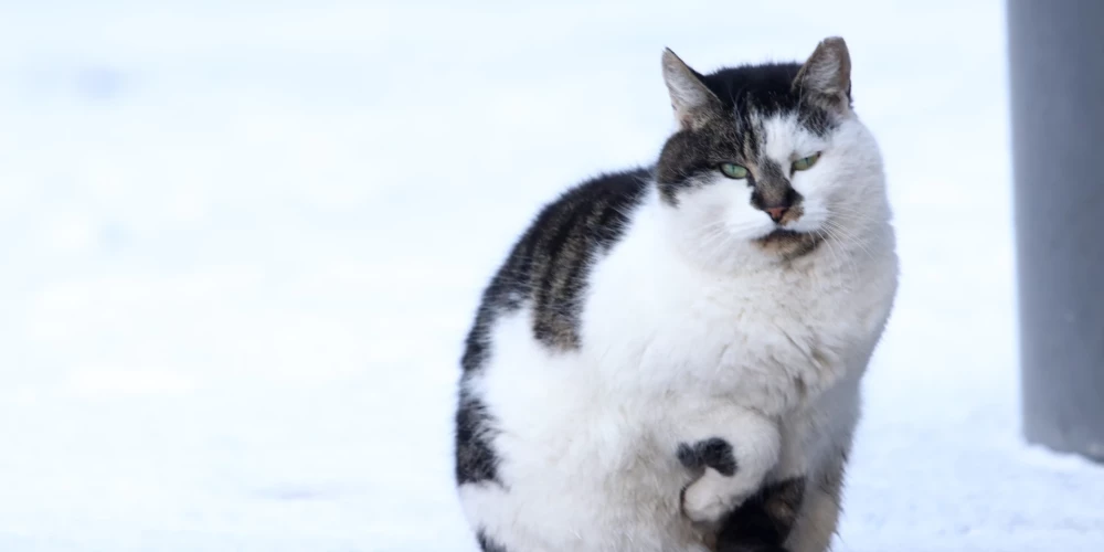 Februāra sākumā gaidāms vēss un nokrišņiem bagāts laiks.