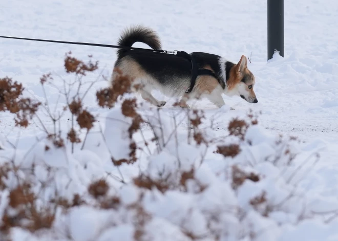 Pirmdien vietām uzspīdēs saule, bet gaidāms sniegs un slideni ceļi