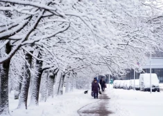 Зима все же пришла? В Латвии выпало до 6 см снега