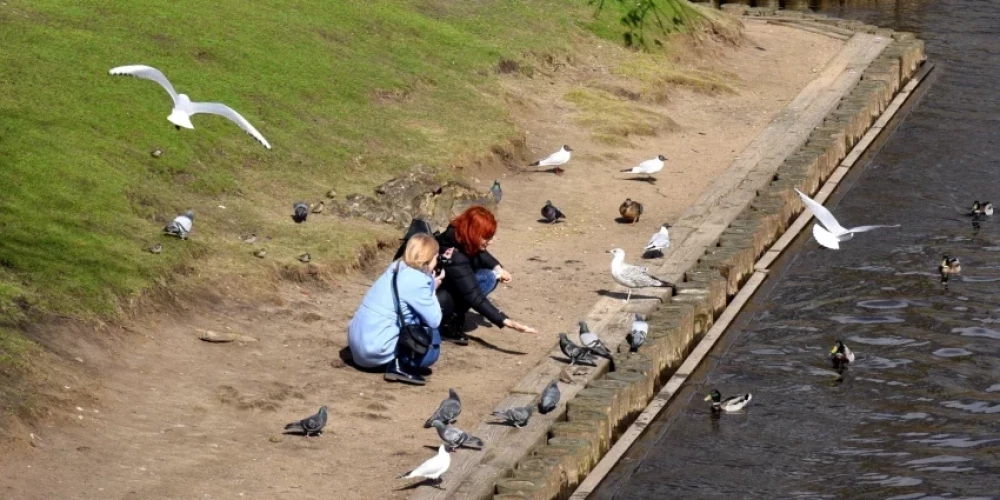 Девушки кормят птиц у городского канала. В ближайшее время от таких действий лучше воздержаться.