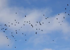 Latvijā gaidāms pēdējās desmitgades augstākais atmosfēras spiediens