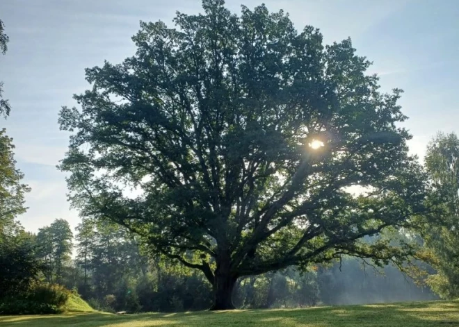 Mēru dižozols pretendē uz Eiropas Gada koka titulu, varam tam palīdzēt uzvarēt