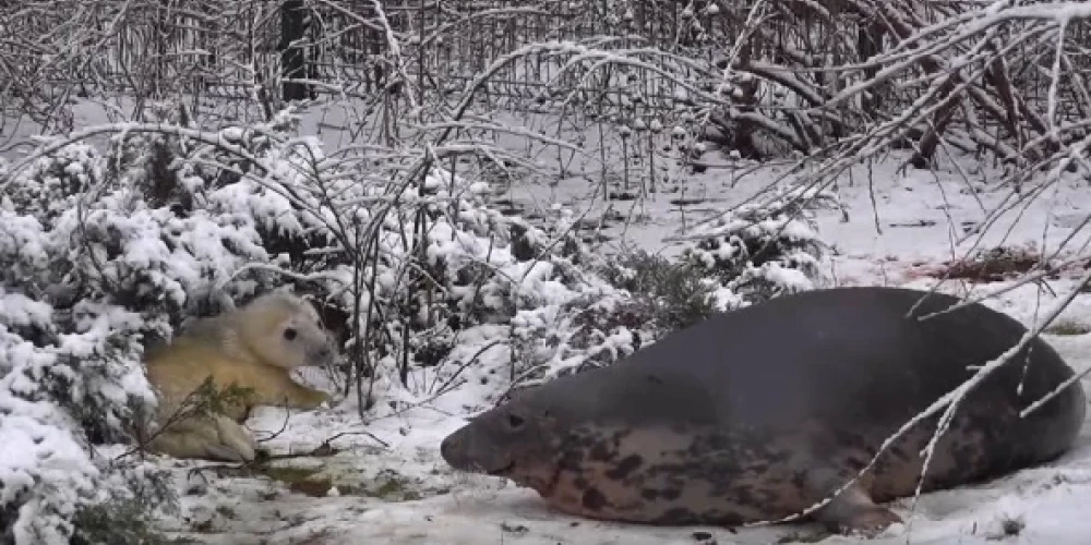 Modrākie apmeklētāji jau tagad var pamanīt mazo ronēnu viņa voljērā, tomēr tas veikli spēj noslēpties aiz baseina augošajiem kadiķu krūmiem.