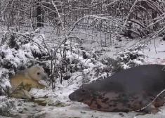 Modrākie apmeklētāji jau tagad var pamanīt mazo ronēnu viņa voljērā, tomēr tas veikli spēj noslēpties aiz baseina augošajiem kadiķu krūmiem.