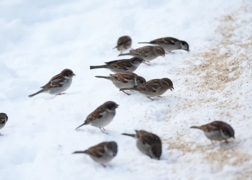 Par cietušo zvirbuli pašvaldība samaksāja “Zoopolicijai” aptuveni simt eiro.