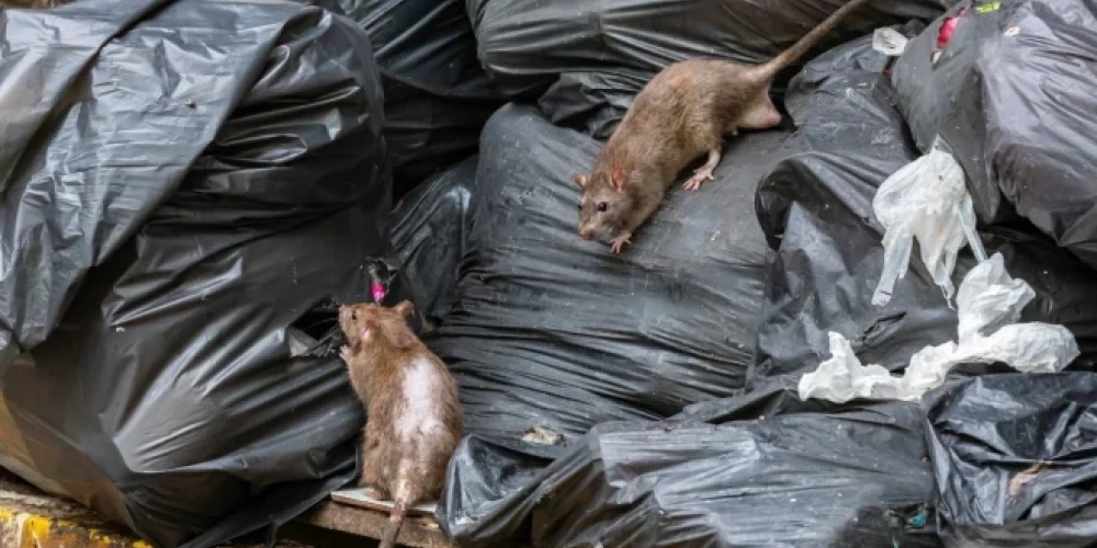 В последнее время жители Риги обеспокоены ростом численности крыс в городе.