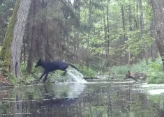 VIDEO: mežā Polijā nofilmēti vilki ar retu ģenētisku mutāciju