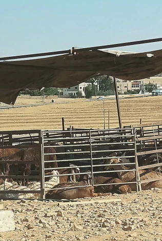 Galvaspilsētā starp mājām nereti ir aitu un kazu novietnes.