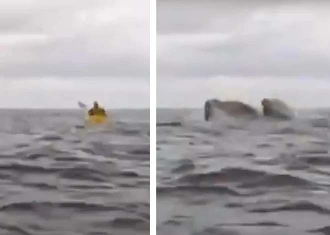 ВИДЕО: горбатый кит проглотил юношу вместе с лодкой на глазах у ошеломленного отца