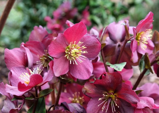 Sniega roze – skaistule, kas mīl aukstumu