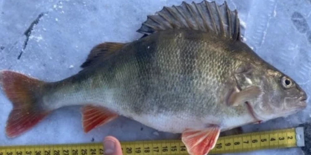 FOTO: kompānija "Ergo"