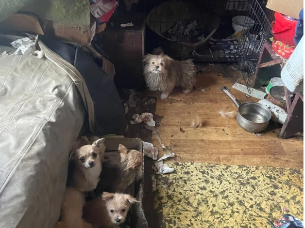 Dzīvnieku ķērāji nama 2. stāvā, starp dažādiem atkritumiem un antisanitāros apstākļos, atrada 20 suņus.