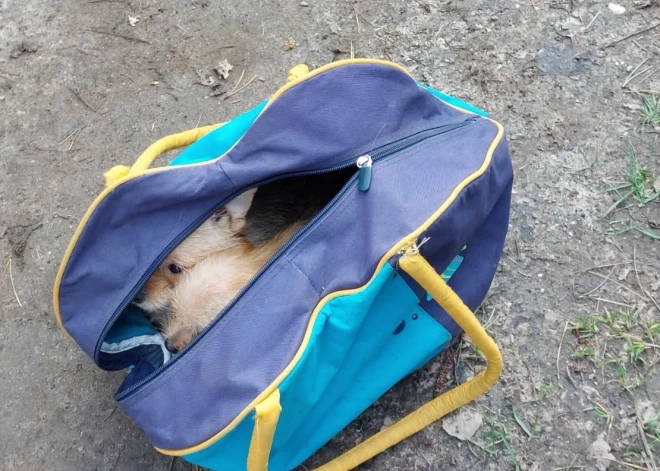 Saulkrastu dzīvnieku mocītāja nesaņems sodu, bet gan kompensāciju no valsts