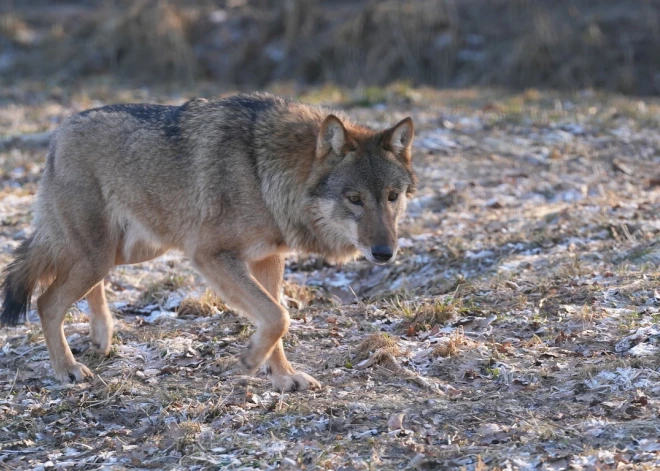 "Ienāca manā pagalmā, smagi sakoda suni!" Balvu novadā novēroti vairāki vilku uzbrukumi mājdzīvniekiem