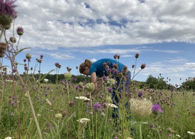 Latvijas Dabas Fonds: Latvijā taps jauni dabisko pļavu produkti