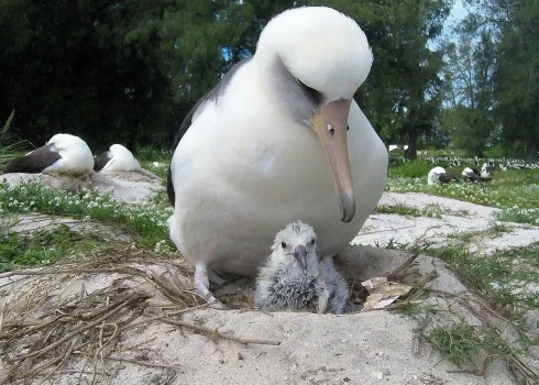 Albatross Gudrība ar mazuli (ekrānuzņēmums no "X")