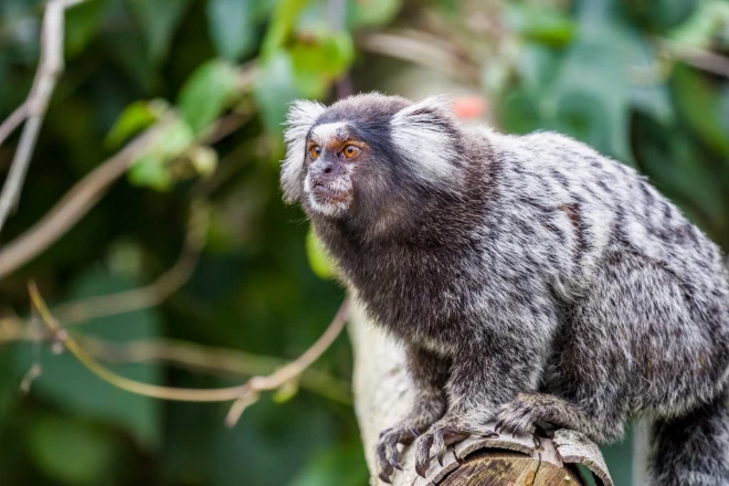 Kādā mini zoodārzā konfiscēts Ziemeļbrazīlijas jeb balto auspušķu kalitrikss.