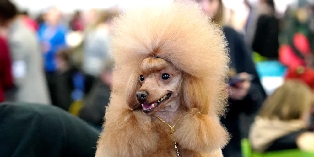 PetExpo 2023.