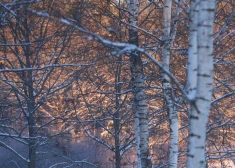 Во вторник в Риге ожидается солнечная погода, действует предупреждение о плохом качестве воздуха