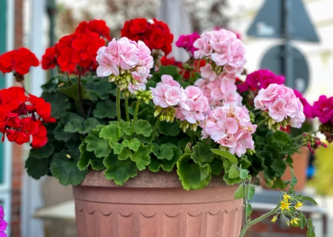 Ja gribi izaudzēt pelargonijas no sēkliņas, īstais laiks ir tieši tagad