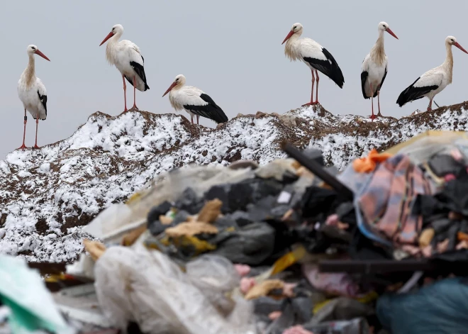 Planēta - vistraģiskāko draudu priekšā: kāpēc cerību uz situācijas uzlabošanos ir maz?
