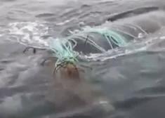 "Potenciāli bīstama operācija," pie populāra Polijas kūrorta izglābts Baltijas jūrai neraksturīgs zīdītājs. FOTO un VIDEO