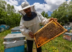 Turcija kļūst par medus viltošanas līderi