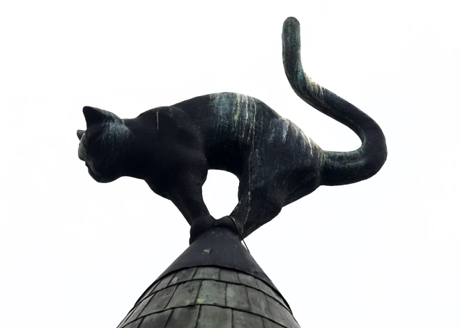 Veiksmes vēstnesis? Putnu apskādētais Vecrīgas "Kaķu nama" kaķis piesaista uzmanību