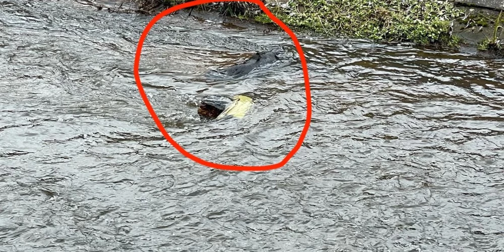 Svētdien, 2. martā, Rīgas HES ūdenskrātuvē tika atrastas suņa mirstīgās atliekas.