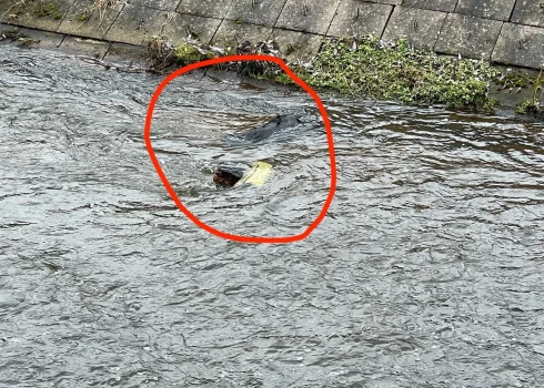 Svētdien, 2. martā, Rīgas HES ūdenskrātuvē tika atrastas suņa mirstīgās atliekas.