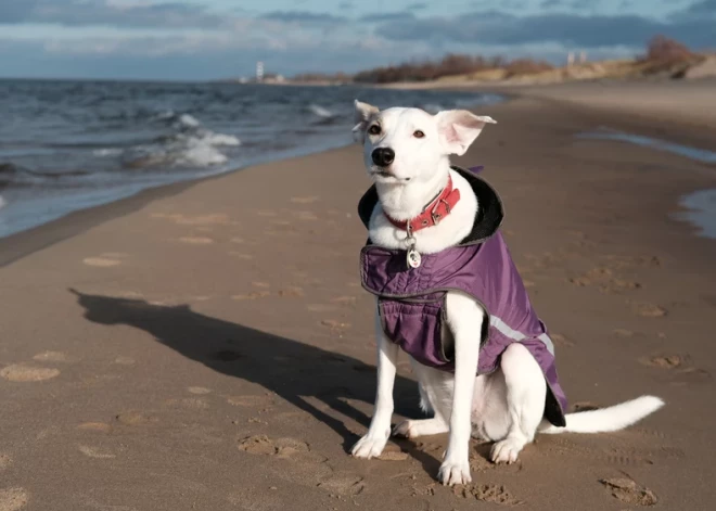 Pēc pastaigas saimnieks pamanīja, ka viņa suns pieklibo; veterinārārstiem jāmaksā 1049 eiro