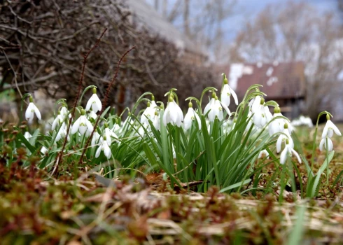 Sniegpulkstenītes.