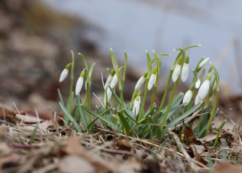 Sniegpulkstenītes.