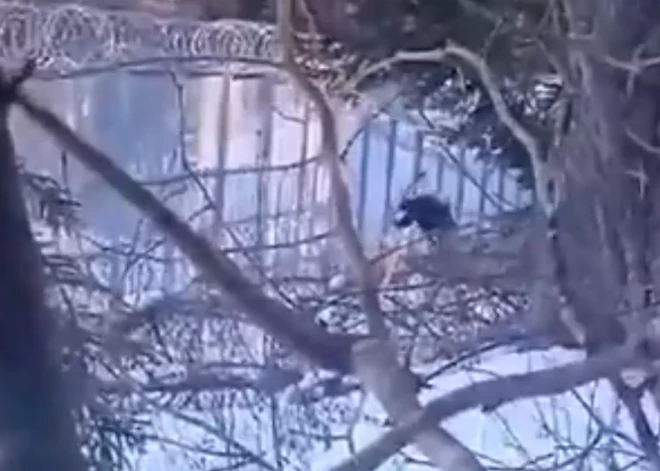 Baltkrievijas robežsardze publicē video, kā ukrainis no Latvijas šķērso robežu