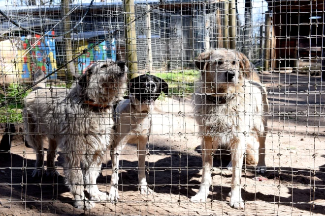 Tā izskatās apartamenti "Ulubelē". Ja suņi spētu saprast, kādas summas tērē viņu vārdā, viņi gaudotu sašutumā.