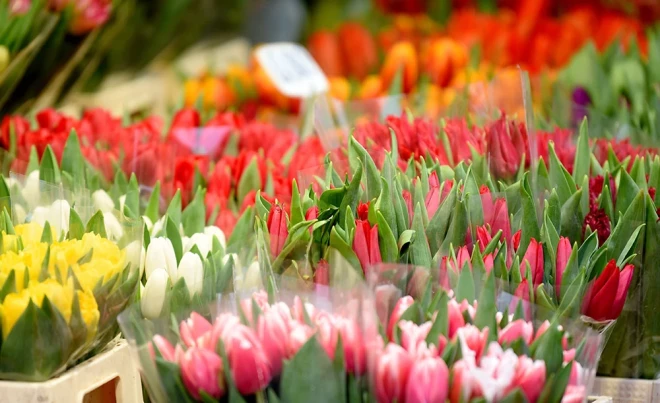 Vispieprasītākās, protams, ir tulpes un rozes.