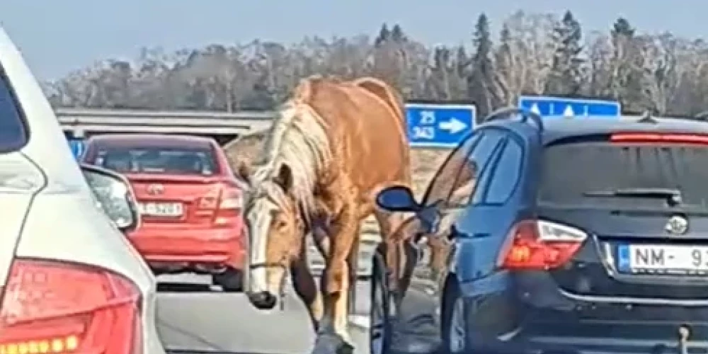  Olaines šosejā satiksmi traucē brīvsolī devies zirgs.