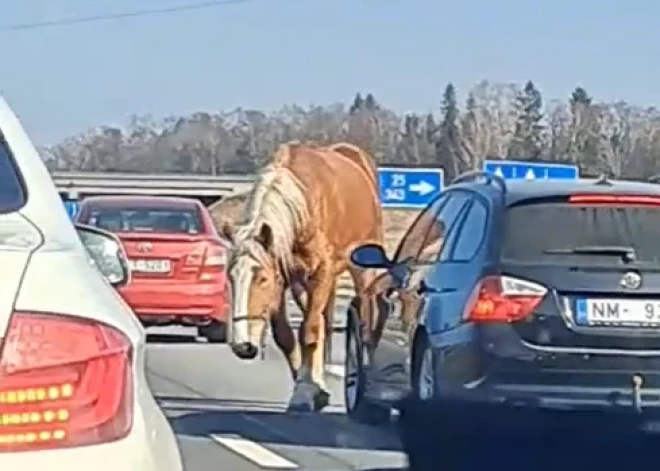 VIDEO: Olaines pusē novērots neparasts ceļu satiksmes dalībnieks – zirgs rada apjukumu uz šosejas