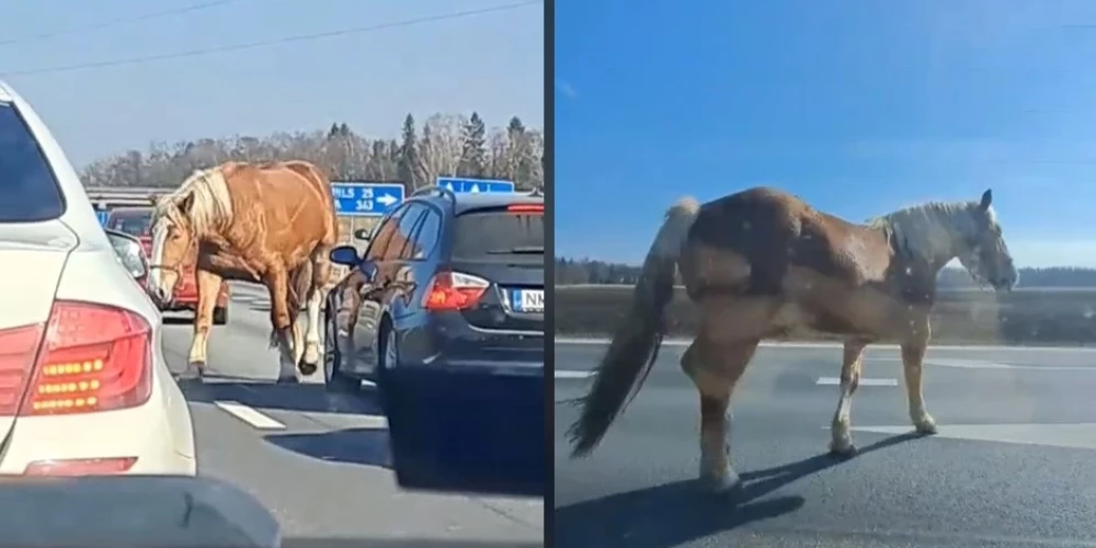 Сбежавшая от хозяина лошадь мешает движению на Олайнском шоссе.
