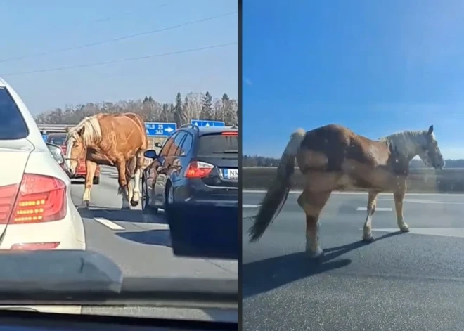 ВИДЕО: в окрестностях Олайне замечен необычный участник дорожного движения – лошадь решила прогуляться по шоссе