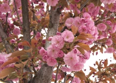 Japānā, kur sakura ieguvusi valsts simbola statusu, ir izveidotas daudzas un dažādas tā variācijas, un kardināli atšķiras arī augsne, kurā katrai sakuras šķirnei patīk aug. Foto: Shutterstock