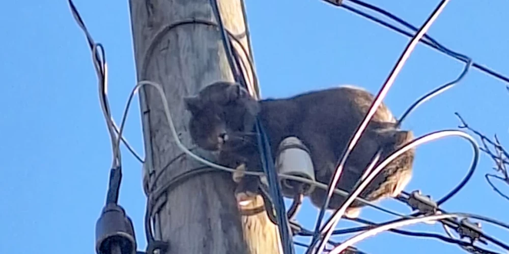 Aizkrauklē montierus elektrības stabā sagaida kaķis. 