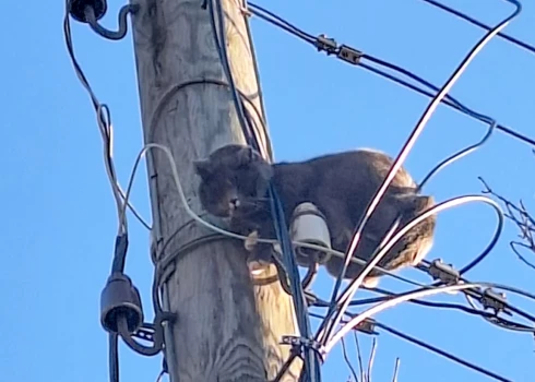 Aizkrauklē montierus elektrības stabā sagaida kaķis. 